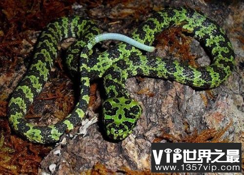 世界上最贵的毒蛇——莽山烙铁头蛇价值百万