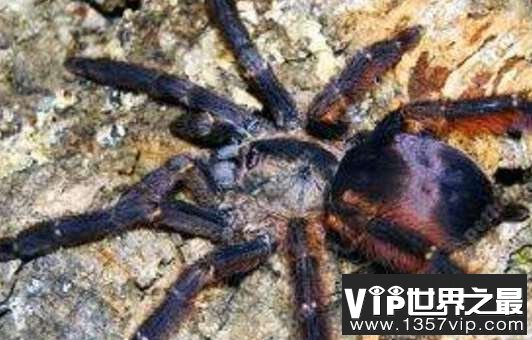 世界最大的十大巨型蜘蛛
