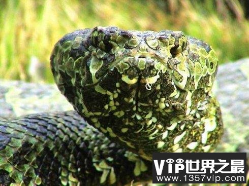 世界上最贵的毒蛇——莽山烙铁头蛇价值百万