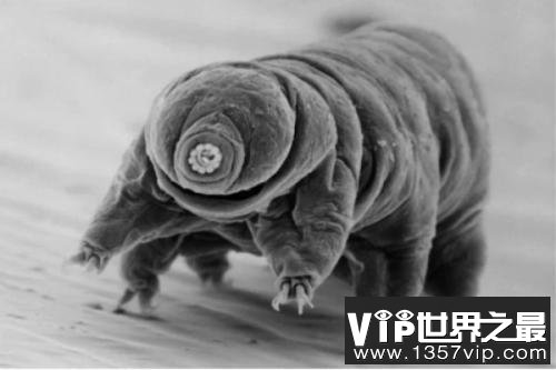 世界上最强的不死生物是什么？就是水熊虫！