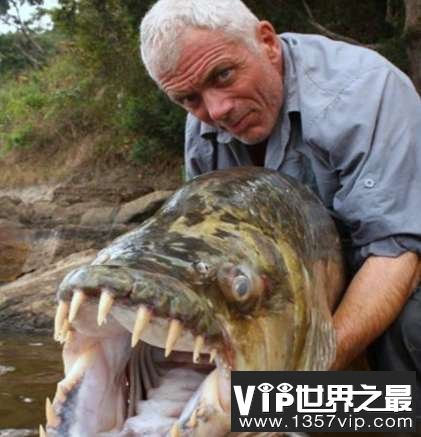 世界上最大的食人鱼有多大 黄金猛鱼重50千克
