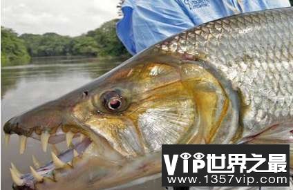世界上最大的食人鱼有多大 黄金猛鱼重50千克