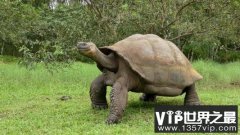 世界上最大的乌龟有多大 加拉帕戈斯象龟6米长