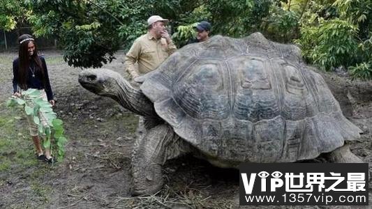 世界上最大的乌龟有多大 加拉帕戈斯象龟6米长