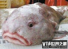 世界上最丑的鱼是什么鱼？水滴鱼夺冠！