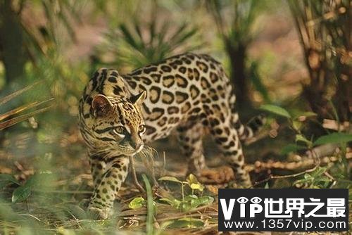 虎猫
