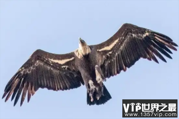最凶猛的鸟十大排名，秃鹫上榜，第九是国家一级保护动物