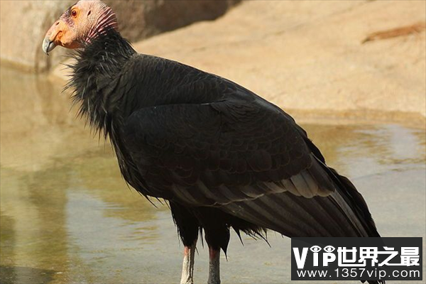 最凶猛的鸟十大排名，秃鹫上榜，第九是国家一级保护动物