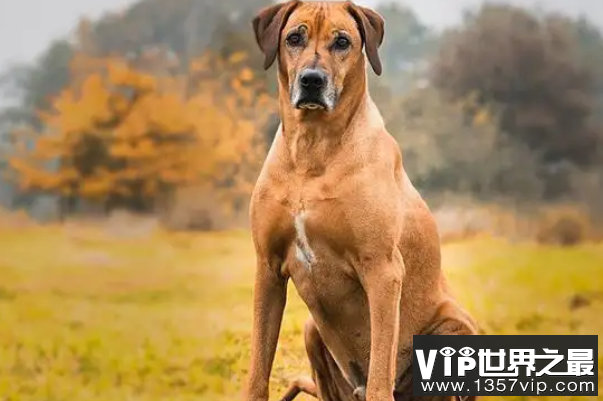 世界优秀猎犬十大排名，灵缇速度最快，第五是中国比特犬