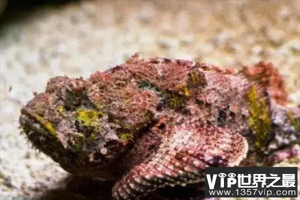 海洋十大危险动物排名，沙岩海葵上榜，第一毒性最强