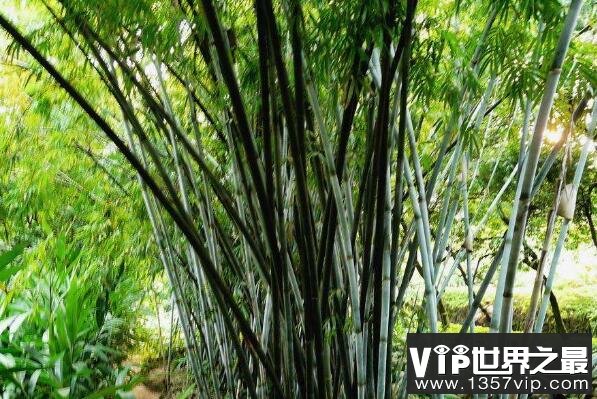 庭院十大吉祥树排名 罗汉松上榜，第四寓意多子多福