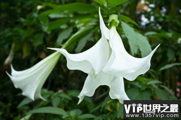 十大寓意不幸的花 昙花上榜，第六也被称为“黄泉之花”