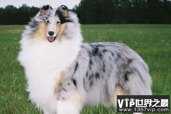 苏格兰牧羊犬