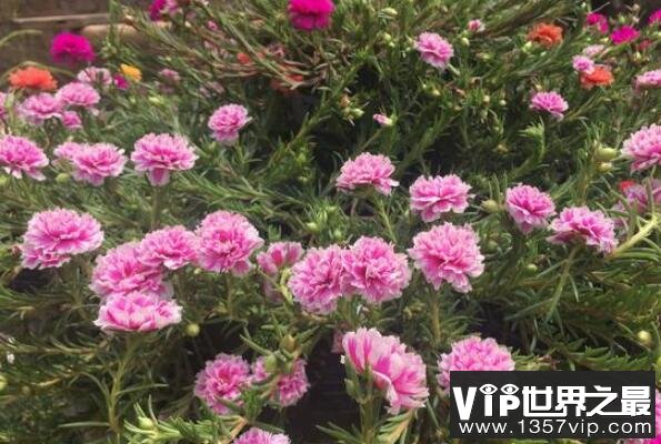 新手适合养的10种花 长寿花上榜，第十是丹麦国花