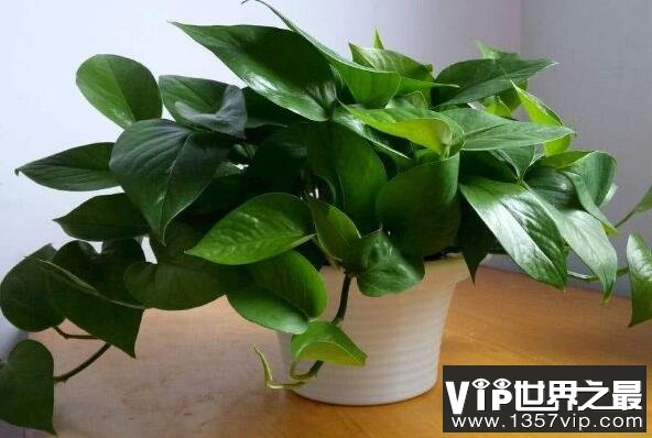 净化空气的十大盆栽植物 龟背竹上榜，第二被称为“绿色净化器”