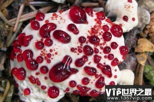 最致命的十种毒蘑菇 鹿花菌上榜，第四形似火焰