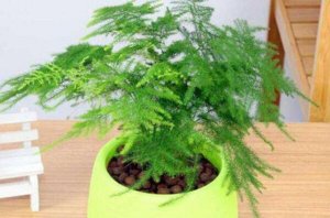 办公室适合摆放的十大植物 仙人球上榜，第十寓意财源滚滚