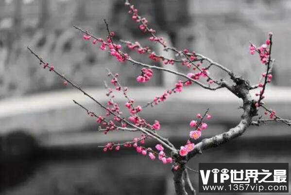 世界最耐寒的十大树木品种，白桦上榜，第二是中国十大名花之首