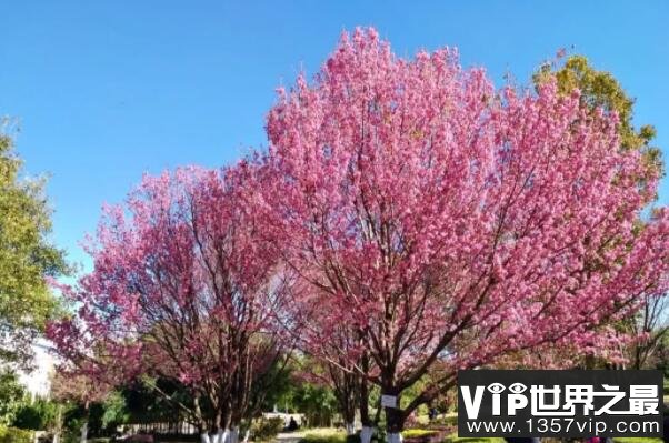世界最耐寒的十大树木品种，白桦上榜，第二是中国十大名花之首