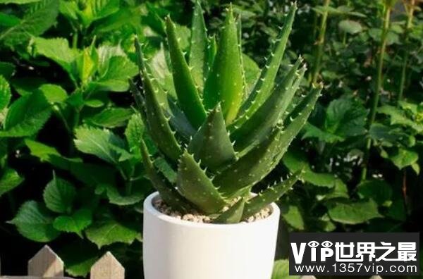客厅适合摆放的十大植物 龟背竹上榜，第二是长春市的市花