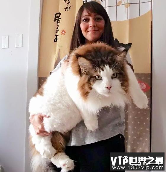 世界上最大的猫是什么猫?缅因猫体长1.2米