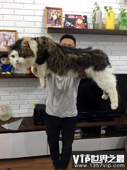 世界上最大的猫是什么猫?缅因猫体长1.2米