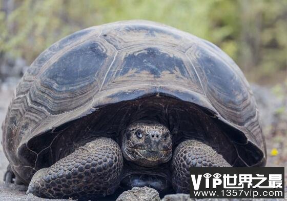 世界上最大的乌龟排名，加拉帕戈斯象龟(身高1.5米/体重800斤)