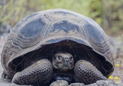 世界上最大的8大陆龟排名 第一名实至名归