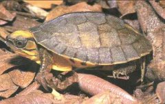 世界上最稀有的八大名龟，第一名想不到是它