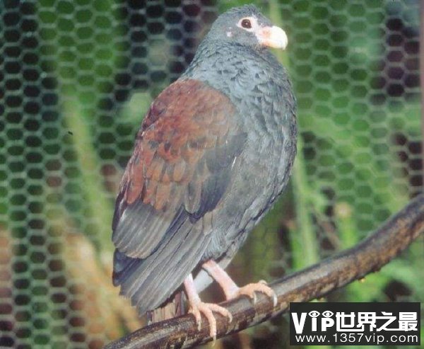 齿嘴鸠