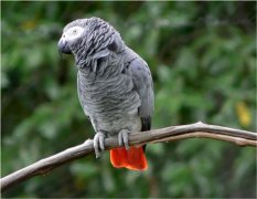 全球十大最会说话的鸟类，第一名是非洲灰鹦鹉
