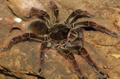 世界上最大的十大巨型蜘蛛，最长可达30厘米