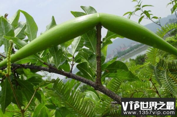 毒箭树