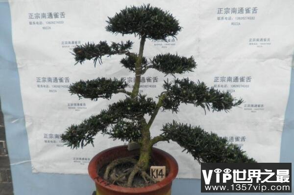 雀舌罗汉松