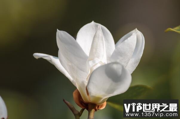 含笑花