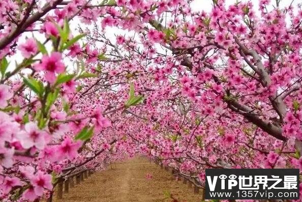 桃花