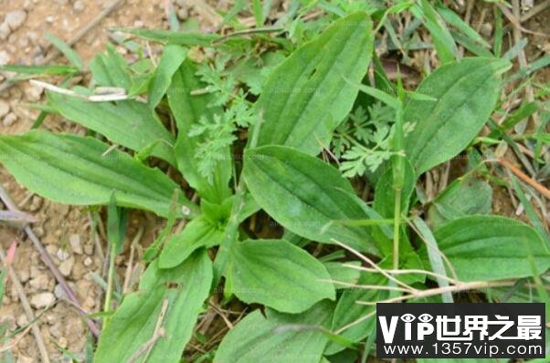 中国十大知名植物药材，板蓝根上榜，5300tv.com第三被誉为家庭药箱