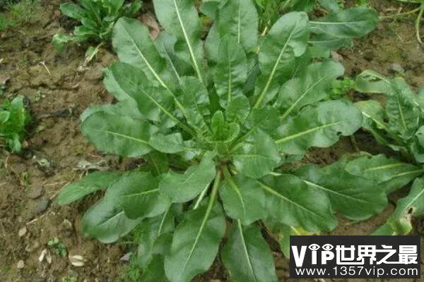 中国十大知名植物药材，板蓝根上榜，5300tv.com第三被誉为家庭药箱