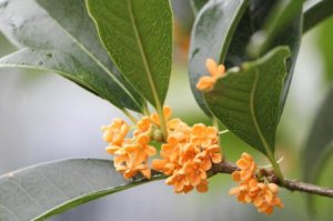 秋季十大观花植物，菊花上榜，第三是法华经中四华之一