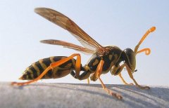 世界上最大的马蜂是什么蜂？日本大黄蜂