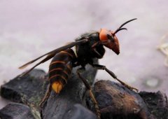 世界上体型最大的蜜蜂，身长长达4公分