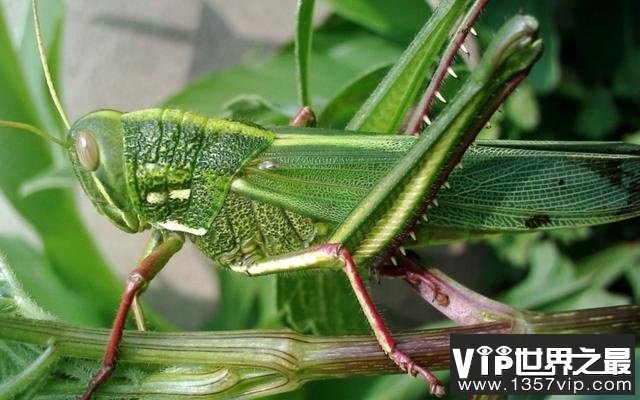 世界上最大的蝗虫——巨沙螽，体型霸气十足