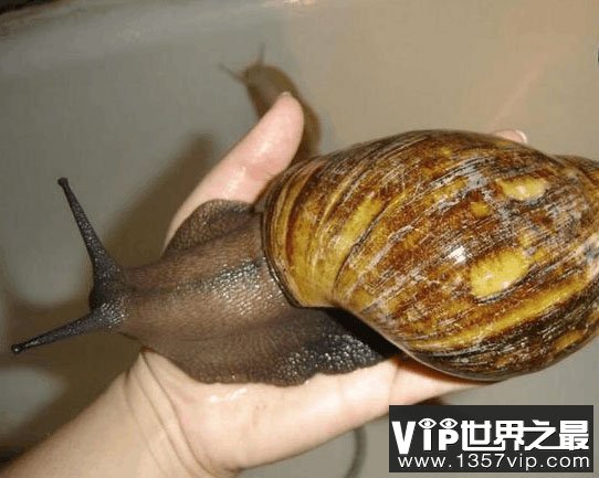 世界上最大的蜗牛有多大？长30厘米比乌龟还大