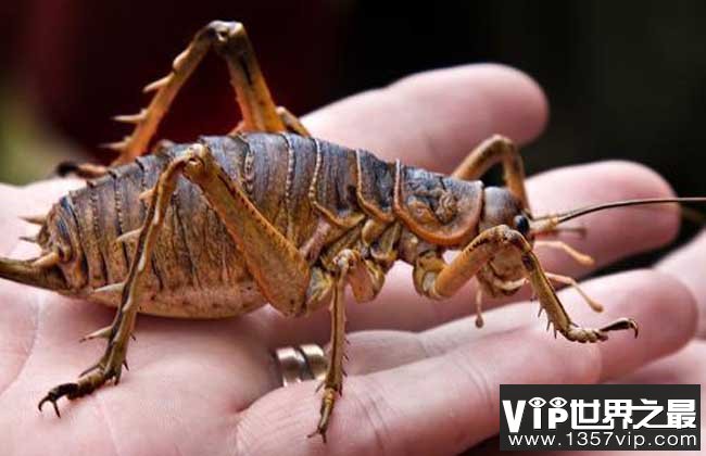 世界上最大的蝗虫——巨沙螽，体型霸气十足