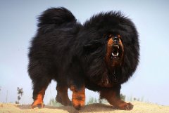 世界十大顶级名犬排名，第一名是中国藏獒