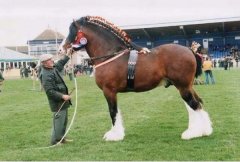 世界上最大的马在哪里？夏尔马原产地英国