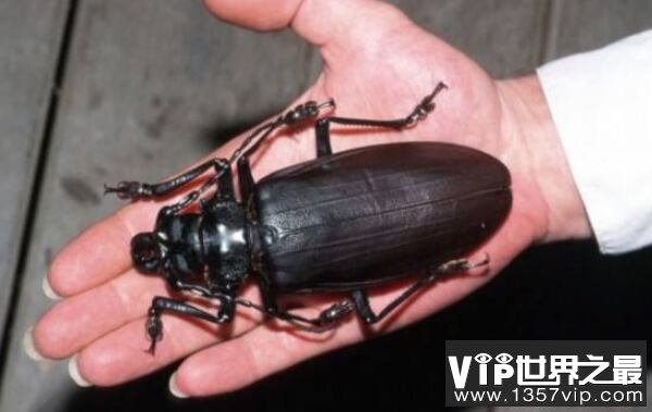 世界上最大的甲虫是什么？泰坦甲虫体长17厘米