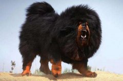 世界上最大的狗排名前十的狗，中国藏獒第一名