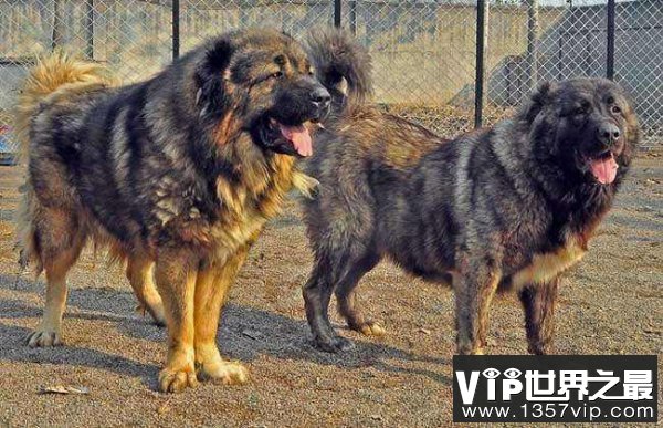 俄罗斯高加索犬