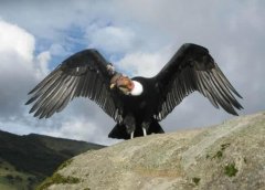 现存世界上最大的飞禽，安第斯神鹫体长130厘米